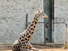 -石家庄市动物园