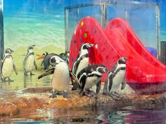 -海合安武汉极地海洋公园