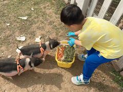 -前小桔亲子创意农场·草莓采摘·露营烧烤