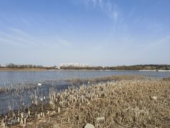 -北京麋鹿生态实验中心