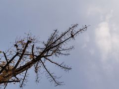 -四川大学(望江校区)