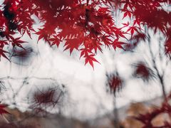 -浮槎山