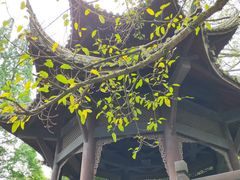 -峨眉山报国寺