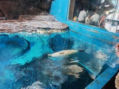 -海合安武汉极地海洋公园