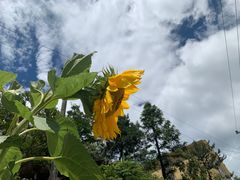 -武陵山森林公园