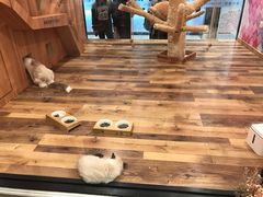 -袖虎·猫馆(体育西路店)