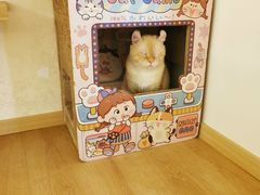 -猫腻·猫咖·撸猫馆(星光大道店)