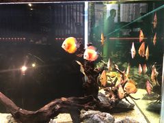 -笑福亭料理小馆(解放碑店)