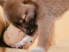 -逗柴咖啡屋·狗咖猫咖宠物桌游