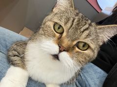 -喵园·猫主题咖啡厅·撸猫·猫咖(国贸店)