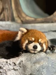 -Zoolung Zoolung动物主题公园(海信广场店)