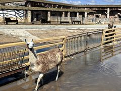 -鄂尔多斯野生动物园
