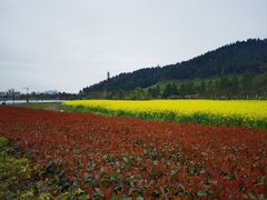 -径山花海