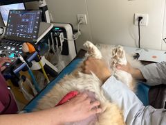 -美联众合动物医院·24h京西诊疗中心
