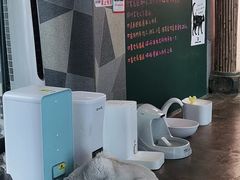 -喵屿·大理花园猫咖