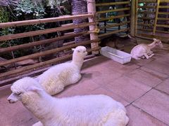 -正佳雨林生态植物园