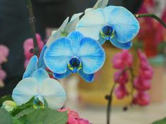 -越秀西湖花市(广州城市广场花卉店)
