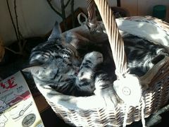 -海边的猫和咖啡馆