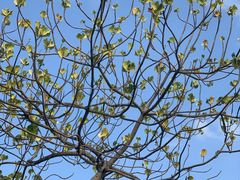 -华侨城湿地公园