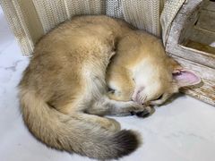 -吉丁鸟咖·异宠·寄养