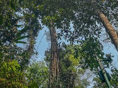 -西双版纳原始森林公园