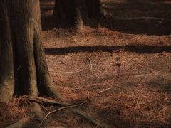 -番禺大夫山森林公园