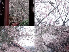 -青羊宫