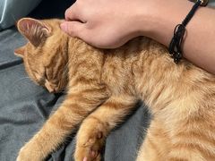 -御宝贝·A梦猫科宠物医院(国际猫友好医院)
