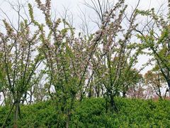 -春花秋色城市公园