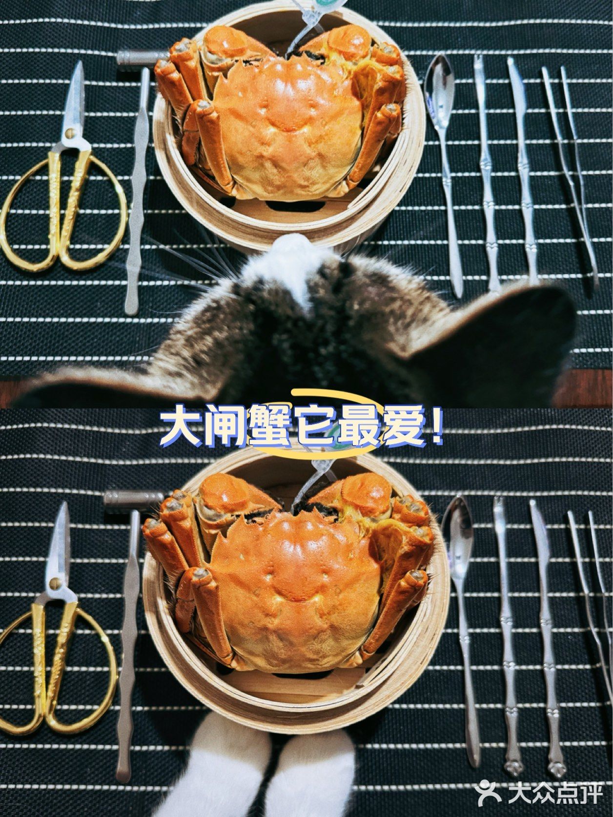 家里吃大闸蟹，它总归头排头座！
