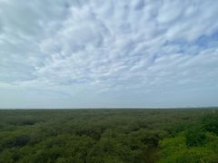-北海金海湾红树林生态旅游区