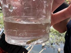 -同銮特种养殖场·龙虾垂钓