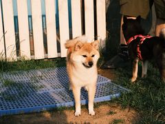 -趣玩宠物乐园寄养训犬训狗游泳池