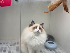 -lincat·猫舍(广州店)