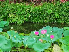 -荔湾湖公园