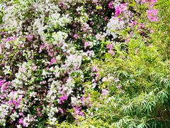 -深圳国际园林花卉博览园