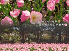 -上海鲜花港