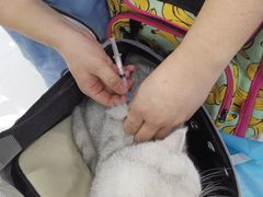 -纳吉亚猫专科动物诊疗中心(蒋宅口分院)