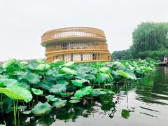 -荷塘月色湿地公园·向阳花洲
