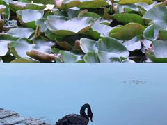 -上海辰山植物园