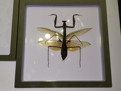 -上海昆虫博物馆