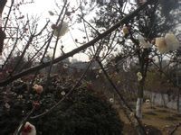 -白塘生态植物园