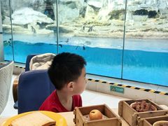 -帝企鹅自助餐厅•儿童岛•真企鹅(长隆企鹅酒店)