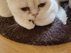 -猫腻·猫咖·撸猫馆(星光大道店)