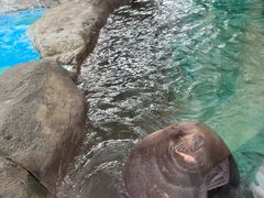 -海合安成都极地海洋公园