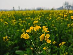 -中国天府农业博览园