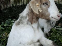 -明珠湖天鹅苑·农家菜馆