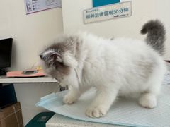 -御宝贝24h宠物医院·转诊中心·CT核磁血透中心(厦门总院)