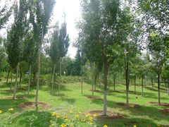 -永定河休闲森林公园