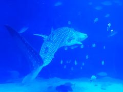 -烟台海昌鲸鲨海洋公园